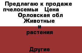 Предлагаю к продаже  пчелосемьи › Цена ­ 3 500 - Орловская обл. Животные и растения » Другие животные   